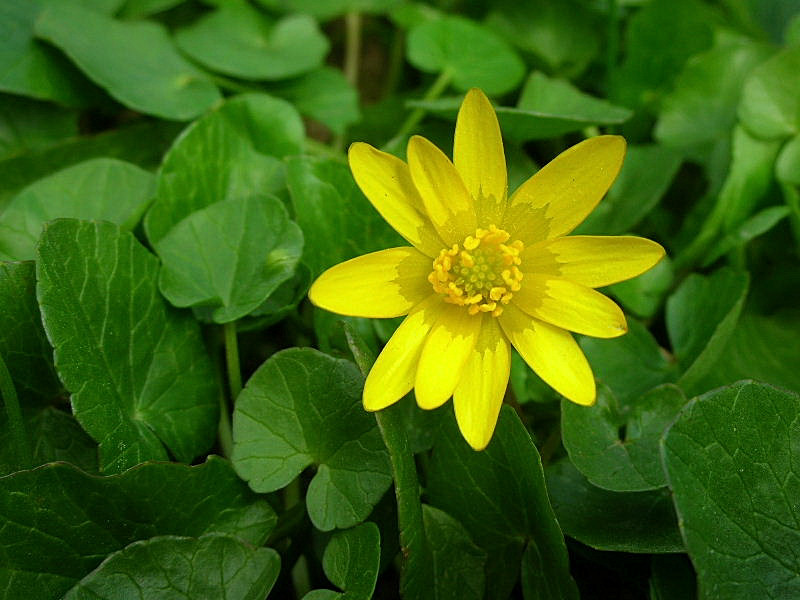 Ficaria verna (ex Ranunculus ficaria)